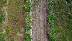 Agroforesterie Île des Pins