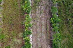 Agroforesterie Île des Pins