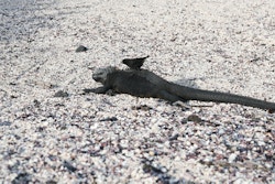 A bird on the back of an iguana