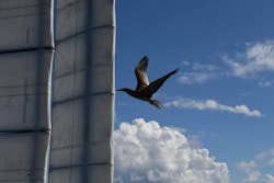 Des oiseaux curieux naviguent avec Energy Observer