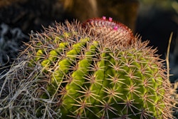 Picture of a cactus