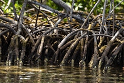 Photo d'une mangrove