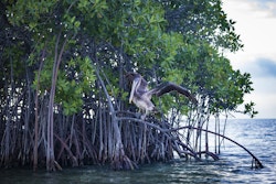 Mangrove with a bird
