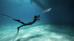 A woman is filming a shark underwater while swimming