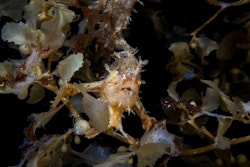 Poisson grenouille caché dans les algues