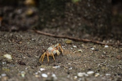 A small crab is on the ground