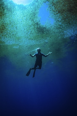 Diving under sargassum
