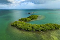 Photo en drone de la mangrove