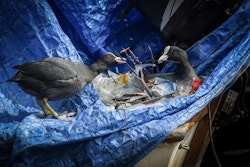 Deux oiseaux avec du plastique dans leur nid