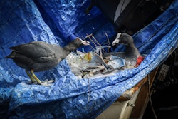 Deux oiseaux avec du plastique dans leur nid