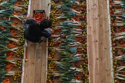 A person knee down picking fruit in some baskets