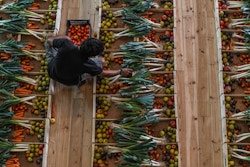 A person knee down picking fruit in some baskets